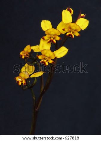 Common Donkey Orchid - diuris longifolia (Family:orchidaceae) Native to South Western Australia