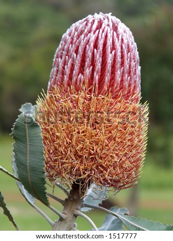 Banksia Menzies - A native Australian flower