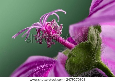 Similar – Image, Stock Photo Macro photo of a yellow pink chrysanthemum