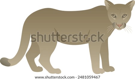 Cougar or puma realistic vector illustration. Mountain lion or catamount standing side view. Wild panther isolated on white background. Carnivorous animal. Cat family mammal color graphics.