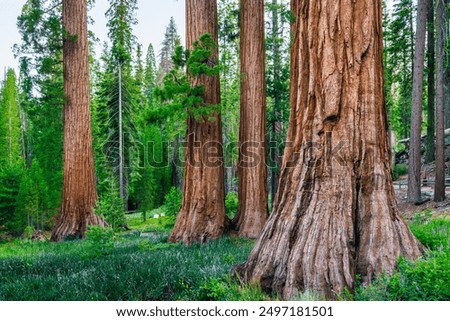 Similar – Foto Bild Mammutbaum (Sequoia) Natur