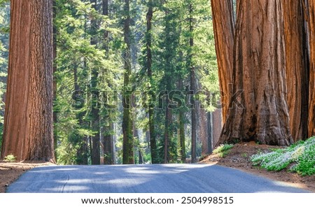 Similar – Foto Bild Mammutbaum (Sequoia) Natur