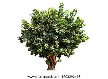 Bodhi tree (Bo Tree, Pipal Tree,Peepul tree,Sacred tree,Sacred fig Tree) isolated on white background, Tree in buddhist temple, taken in Thailand.