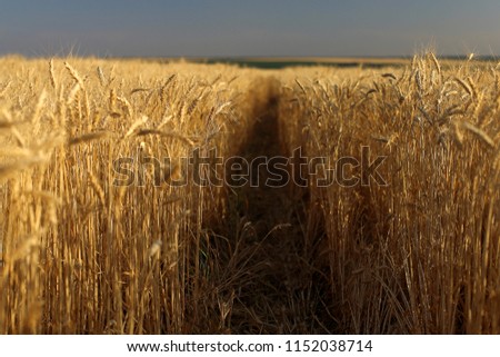 Similar – Image, Stock Photo Harvest time. The wheat is in full bloom right now. The stalks are bending.