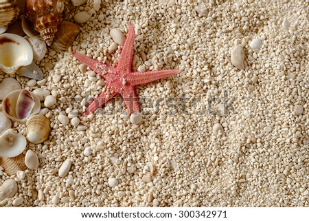Sea shells on the sand. Postcard with copyspace.