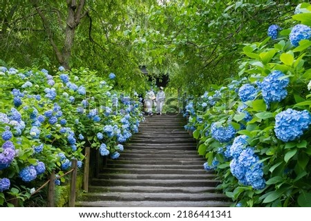 Similar – Foto Bild blühende Japanische Berghortensie