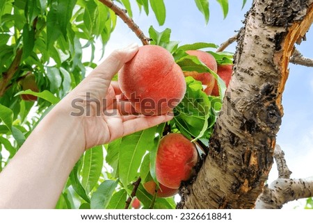 Similar – Image, Stock Photo woman picking peaches in field