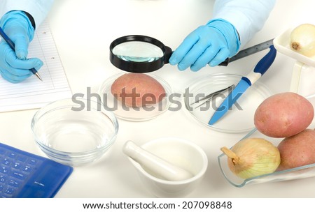 Quality control expert hands inspecting a red potato with a magnifying glass in phytocontrol laboratory