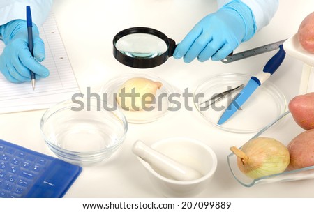 Expert hands inspecting a bulb onion with a magnifying glass in quality control laboratory