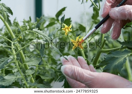 Similar – Image, Stock Photo New tomato plant in a vegetable garden