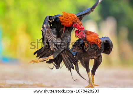 free photos chicken fighting avopix com