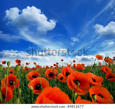 Similar – Image, Stock Photo Landscape with blooming poppy flowers against blue sky