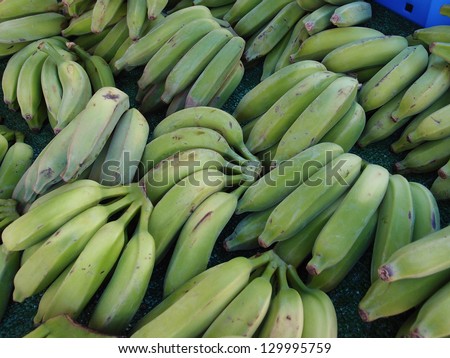 Bunches of Green Bananas for sale at Kapiolani Community College Farmers Market.