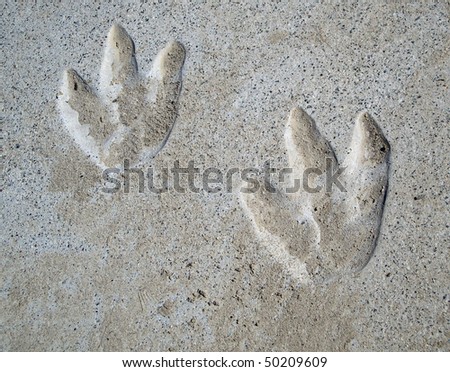 couple of year old Dinosaur tracks in cement discovered at a park playground area.