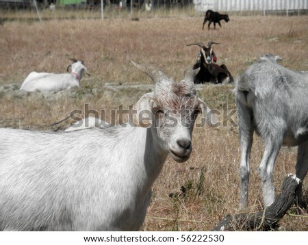 white and brown Goats hang out in an overgrown field in an urab area as their used to eat all the over grown weeds.  Closest goat looks into the camera.
