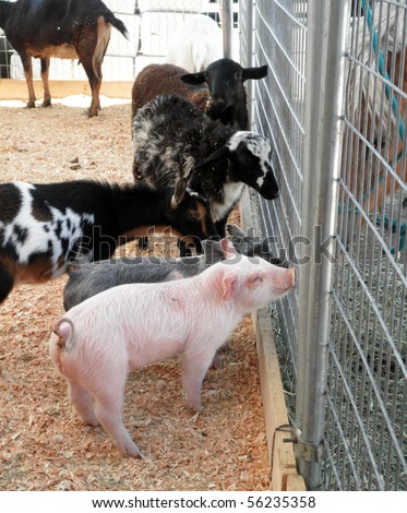 a couple of baby pot bellied pigs, goats and sheep ask horses for advice through a fence at a petting zoo at a county fair