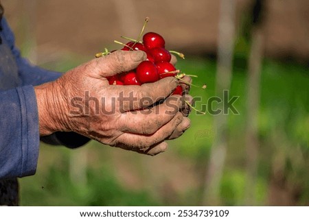 Similar – Image, Stock Photo Man picking red currants from a bush