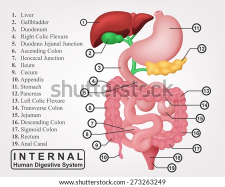 The Part Of Internal Human Digestive System Illustration - 273263249 ...