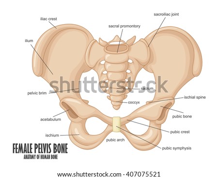 Female Pelvis Bone Anatomy Stock Photo 407075521 : Shutterstock