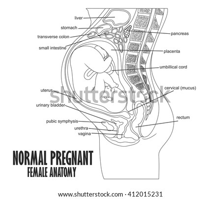 Normal Pregnant Female Anatomy Stock Vector 412015231 : Shutterstock