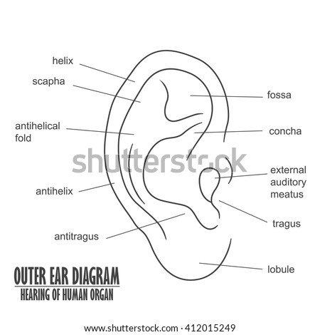 Outer Ear Diagram hearing of human organ