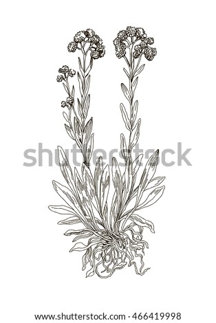 Helichrysum arenarium. Handdrawn botanical illustration. Vector. Health and Nature.