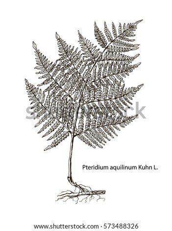 Vector images of medicinal plants. Detailed botanical illustration for your design. Biological additives are. Healthy lifestyle. Kuhn