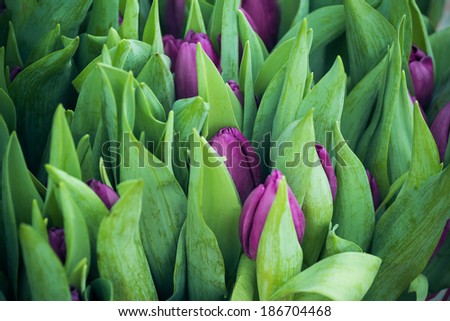 floral background with buds and leaves of purple tulips