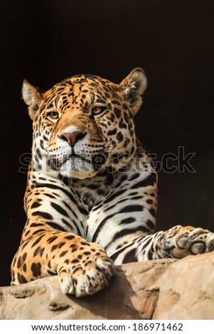 Closeup portrait of jaguar or Panthera onca a predator from Amazon jungle in South America