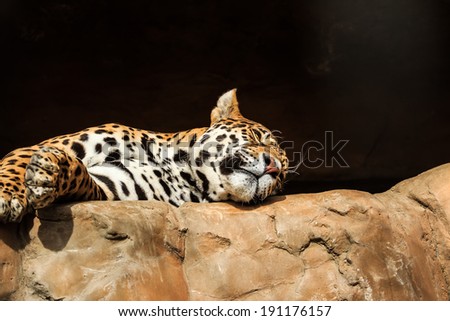 Closeup portrait of jaguar or Panthera onca a predator from Amazon jungle in South America
