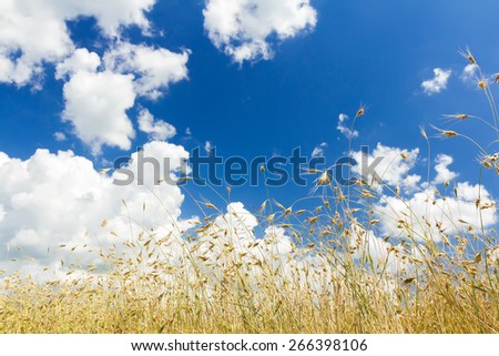 White cumulus clouds on rich aero blue color sky high up over ripening oat cereal ears farm field