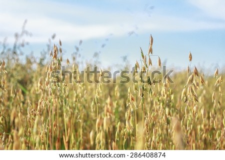 Common oat or Avena sativa cereal ears are standing in farm field at blue sky background