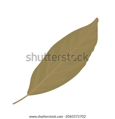 Bay leaf vector stock illustration. Dried seasoning for cooking. Spices. Isolated on a white background.