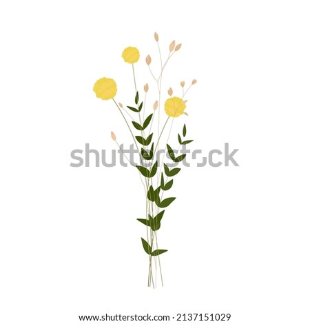 Yellow ball of Kraspedia. Spring bouquet of flowers. Vector stock illustration. isolated on a white background.