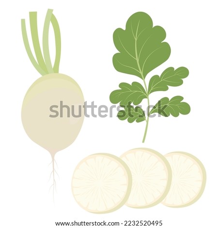 daikon. white radish. Vegetable Japanese Chinese Korean cooking , tonic jino korean, A root vegetable with leaves. Vector stock illustration. isolated on white background.