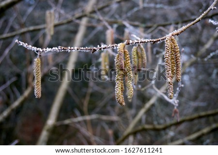 Similar – Foto Bild Haselnuss Blatt auf reflektierenden Untergrund im Detail fotografiert