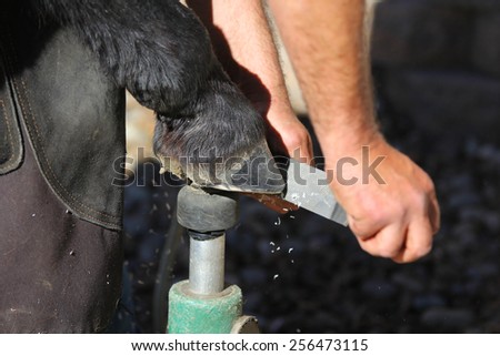 A farrier trimming a barefoot horse with a rasp.  A farrier is one who knows how to trim and shoe a horse.  The hoof is made up of the flexor tendon, navicular, pedal, pastern, and cannon bone.