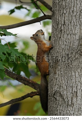 Similar – Foto Bild Eichhörnchen auf Baum im Park