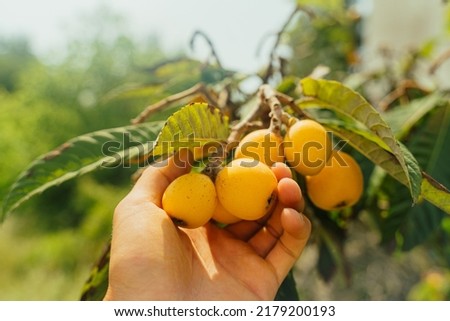 Similar – Image, Stock Photo Loquat tree with ripe fruits against blue sky