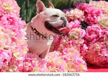 Smiling french bulldog in sunshine and pink blooming bouquet