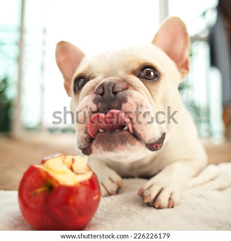French bulldog eating an apple