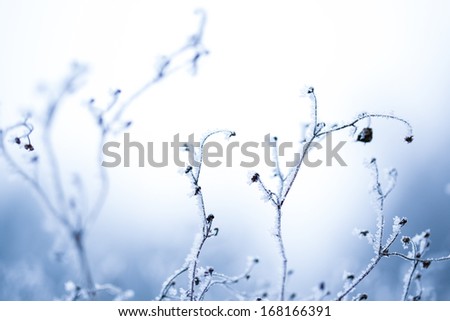 Frosted grass and plants in winter