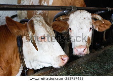 Cows in a barn, chained. Intensive meat production.