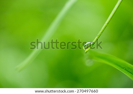 Close-up of  a water droplet on a green grass leaf, nature background