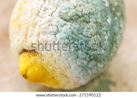 Close-up of putrid and moldy organic lemon, isolated on brown wooden background. Inappropriate attitude toward food, modern life and consumerism concept.
