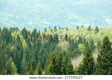 Healthy, colorful coniferous and deciduous forest with old and big trees in desolate wilderness area of a national park. Sustainable industry, ecosystem and healthy environment concepts.