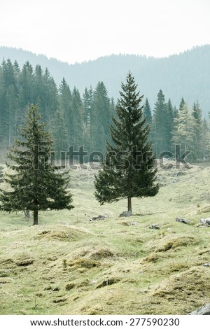 Lone trees on alpine pasture with healthy coniferous forest of spruce, fir, larch and pine trees in the background, wilderness area. Sustainable industry, ecosystem and healthy environment concepts.