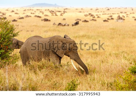 Adult african bush elephants (Loxodonta Africana) grazing in African savanna on bush and grass, wildebeest and zebra in the background. Wildlife observation, safari concept.