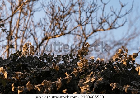 Similar – Image, Stock Photo Ice Age | Ivy Environment