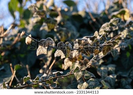 Similar – Image, Stock Photo Ice Age | Ivy Environment